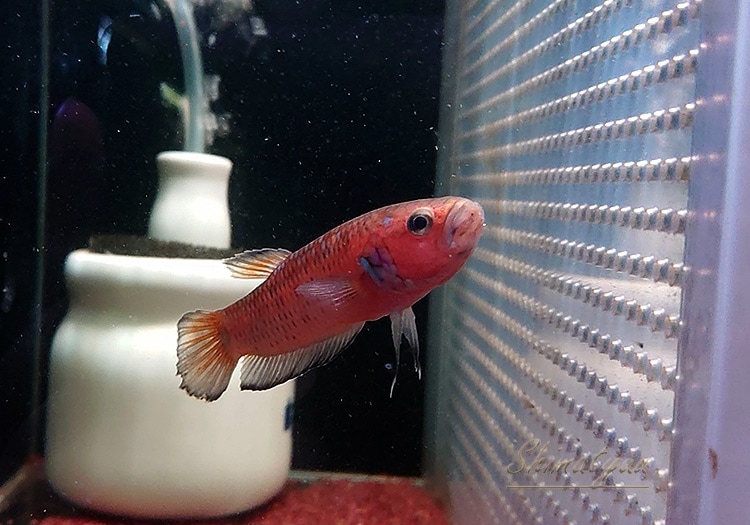 ベタ SP.ALAU
